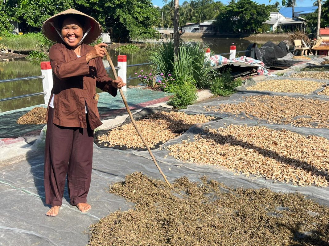Drying herbs in the garden