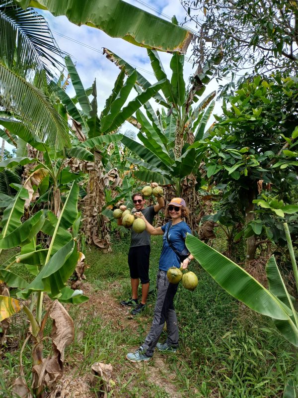 Coconut harvest