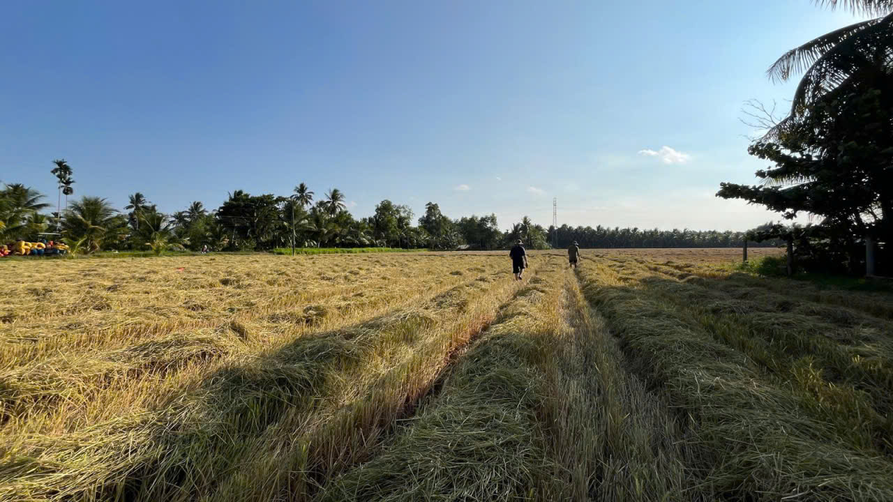 Visiting the Rice Fields at Harvest Time